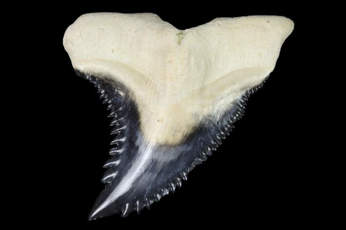 Fossil Shark Tooth (Hemipristis) - Bone Valley, Florida #122584